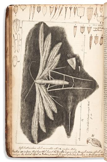 Hooke, Robert (1635-1703) Micrographia Restaurata.
